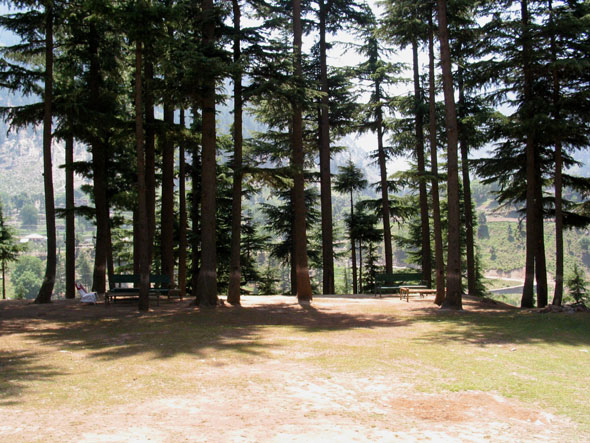 Forêt ('jungle') dans les environs de Kalam